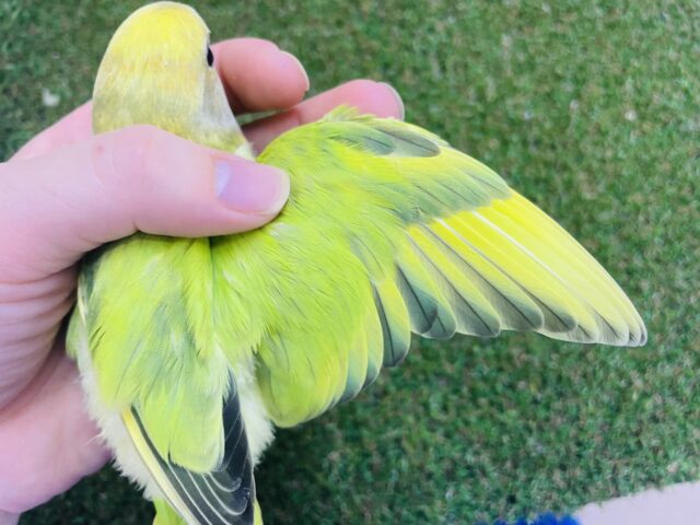 コザクラインコ（小桜インコ）
