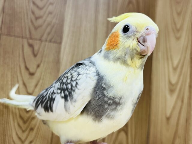 オカメインコ