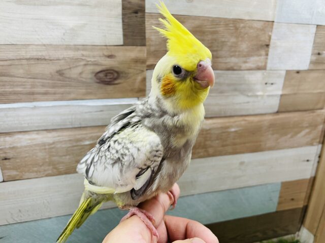 オカメインコ