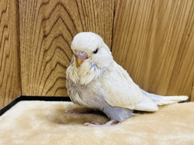 ジャンボセキセイインコ