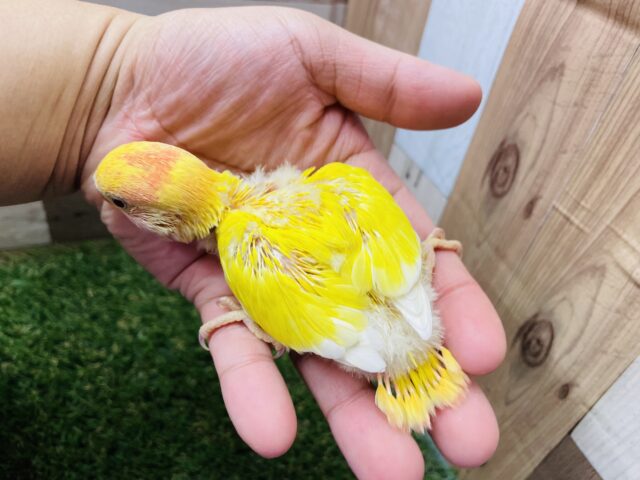 コザクラインコ（小桜インコ）