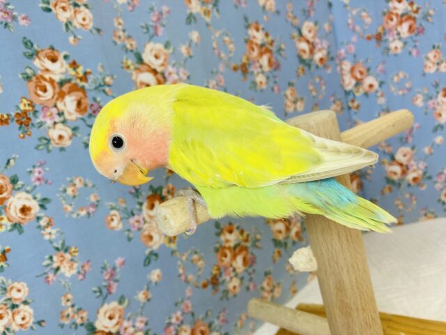 コザクラインコ（小桜インコ）