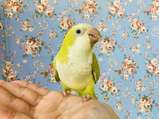 オキナインコ