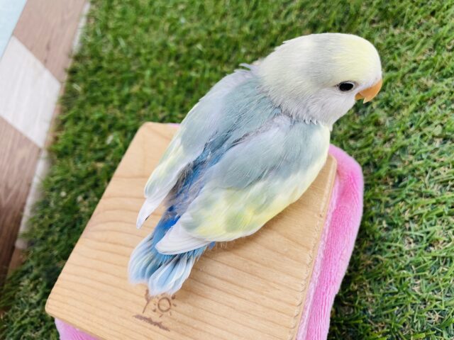 コザクラインコ（小桜インコ）