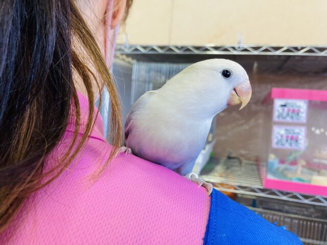 コザクラインコ（小桜インコ）