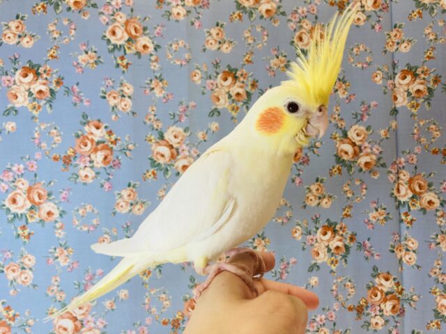オカメインコ