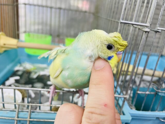 羽衣セキセイインコ