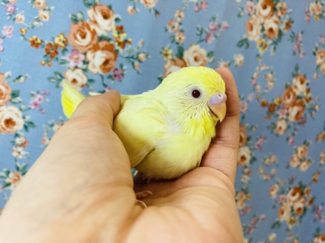 かわいいレモン色のセキセイさんはいかが?🍋手乗りセキセイインコ(ルチノー)🪶✨ セキセイインコ