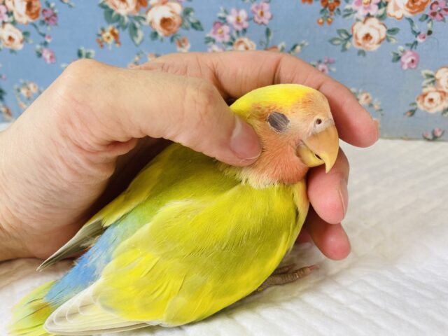 コザクラインコ（小桜インコ）