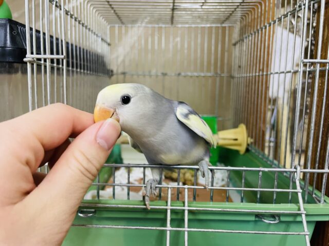 コザクラインコ（小桜インコ）