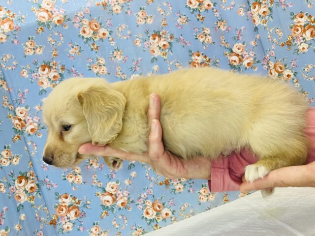 ミニチュアダックス