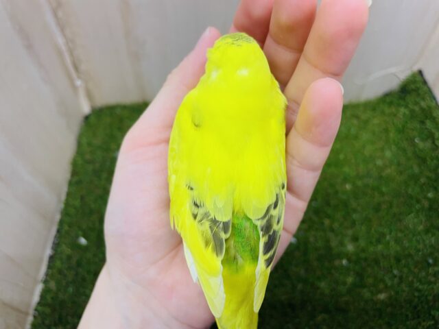 セキセイインコ