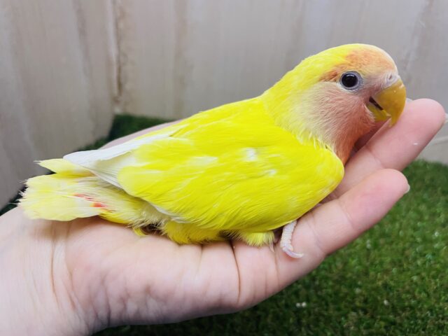 コザクラインコ（小桜インコ）
