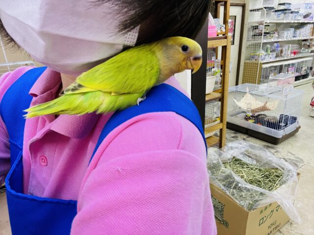 コザクラインコ（小桜インコ）