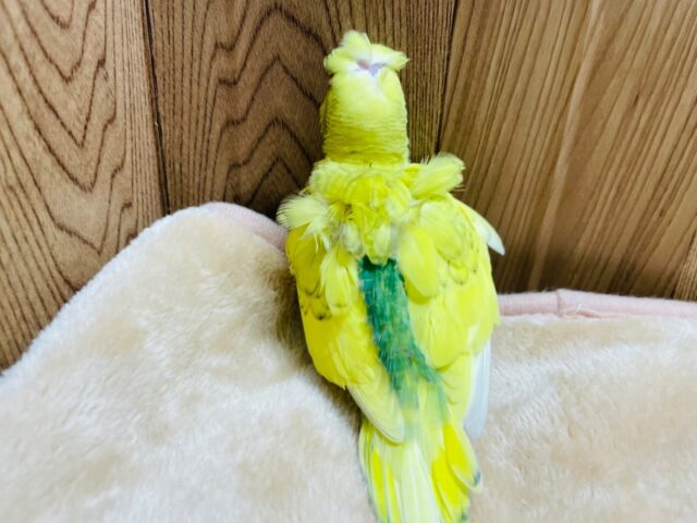 羽衣セキセイインコ