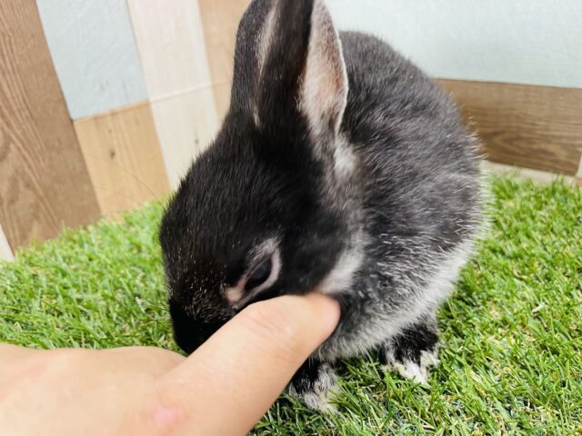 ネザーランドドワーフ