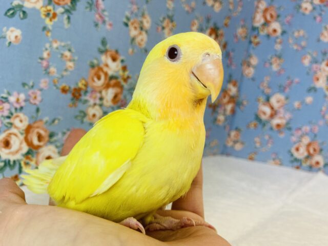 最新画像🌟激推し❤︎元気いっぱいアピールするよ🌞✨手乗りコザクラインコ(ルチノー)🪶✨ コザクラインコ(小桜インコ)