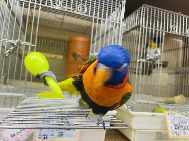 アカエリゴシキセイガイインコ