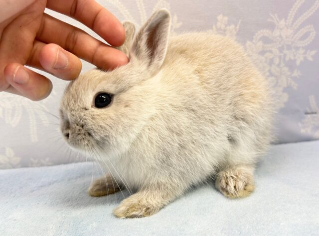 ネザーランドドワーフ