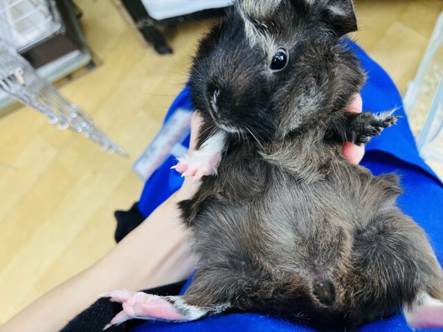 アビシニアンモルモット