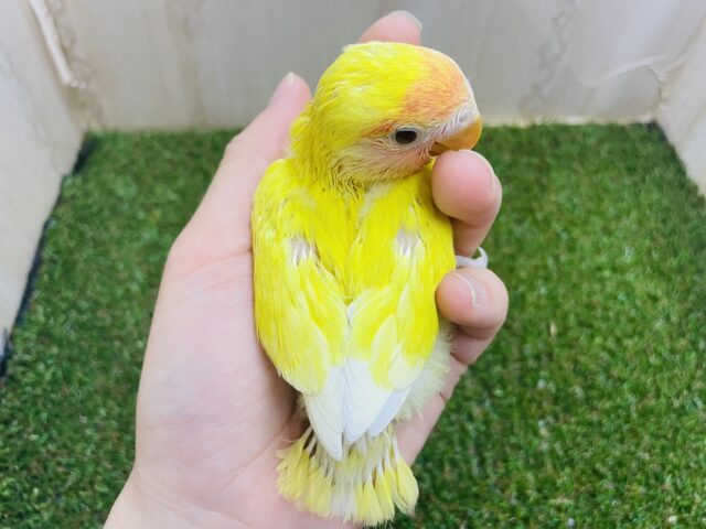 コザクラインコ（小桜インコ）