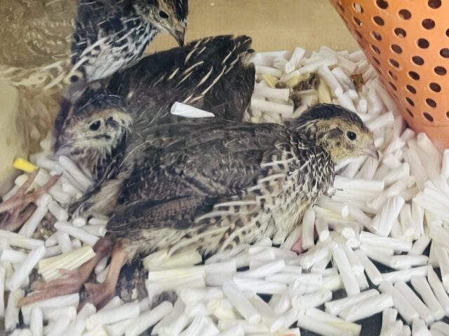 ベタなれ♡ウズラ〜 並ウズラ