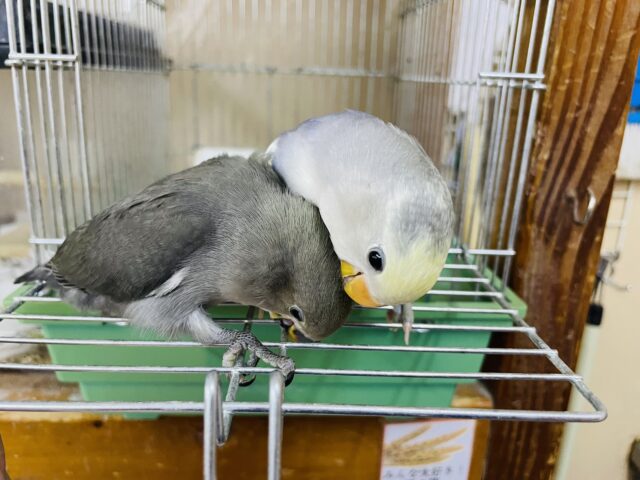 コザクラインコ（小桜インコ）