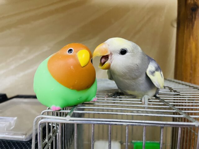 コザクラインコ（小桜インコ）