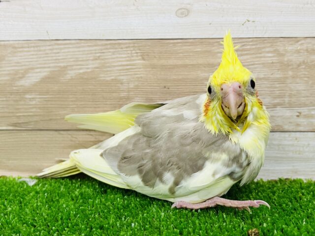 オカメインコ