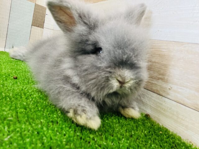 アンゴララビット