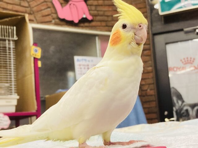 オカメインコ