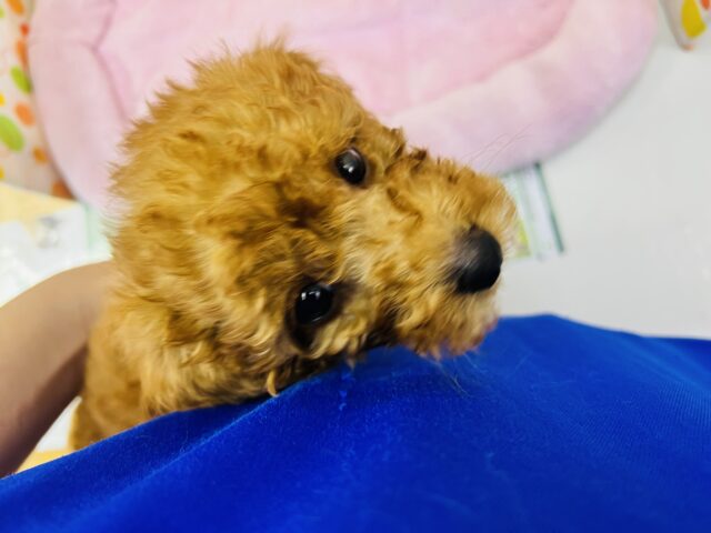 甘えん坊さんなプードルいますよ! トイプードル