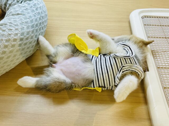 ウェルシュコーギー・ペンブローグ