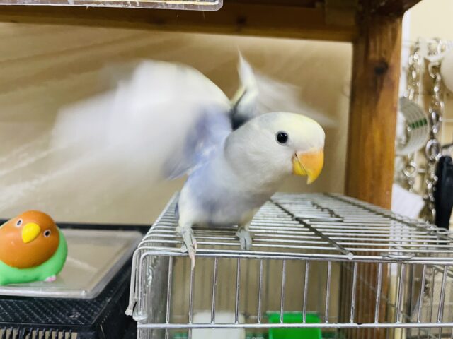 コザクラインコ（小桜インコ）