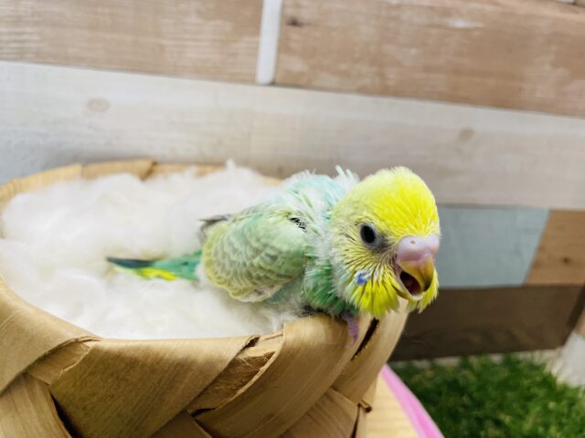 セキセイインコ