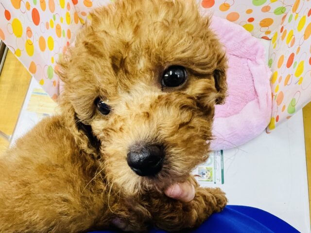 甘えん坊さんなプードルいますよ! トイプードル