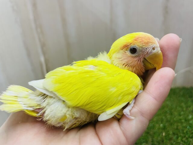 コザクラインコ（小桜インコ）