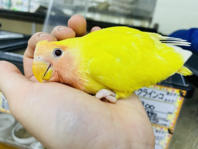 コザクラインコ（小桜インコ）
