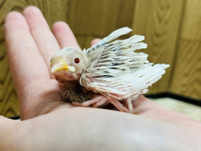 シルバーイノ文鳥