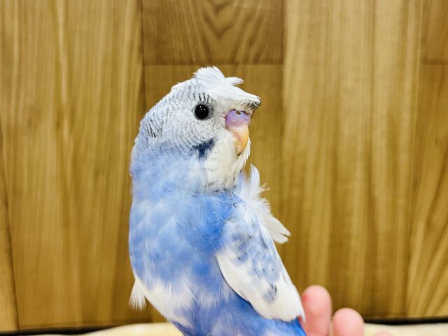 羽衣セキセイインコ
