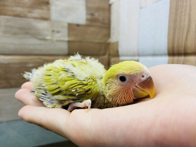 コザクラインコ（小桜インコ）