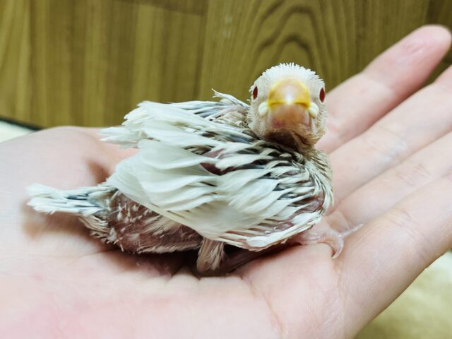 シルバーイノ文鳥
