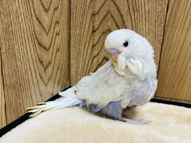 ジャンボセキセイインコ