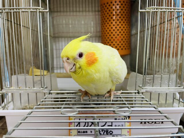 オカメインコ