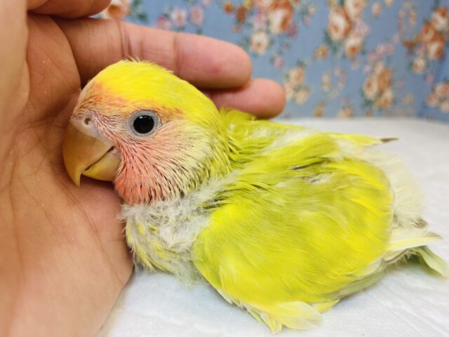 コザクラインコ（小桜インコ）