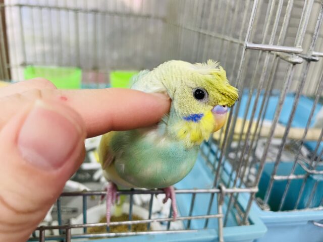 羽衣セキセイインコ