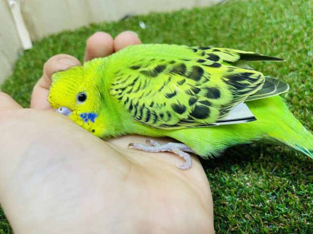 セキセイインコ