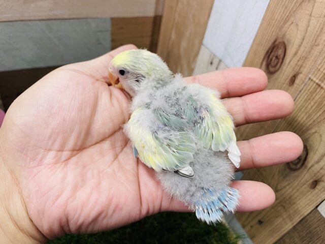 コザクラインコ（小桜インコ）