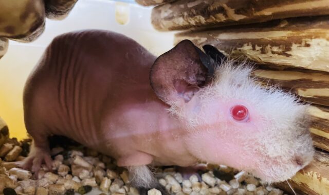 スキニーギニアピッグ