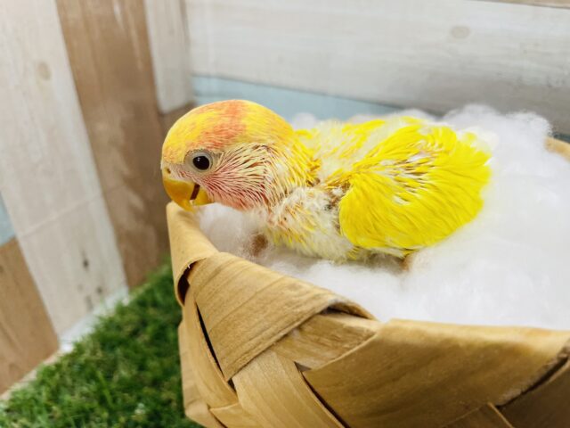 コザクラインコ（小桜インコ）